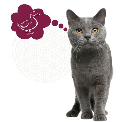 RENSKE - Eend Kattenvoer