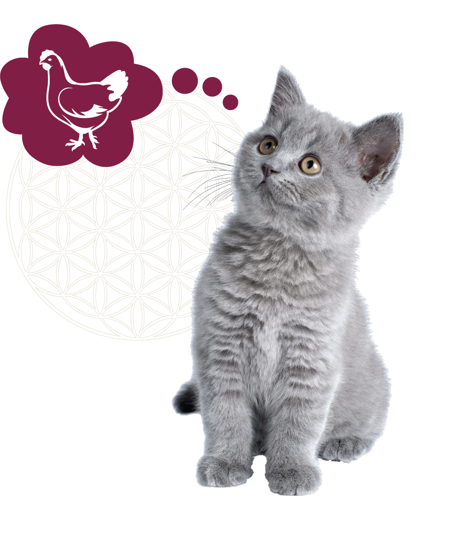 RENSKE - Kalkoen met Kip Kitten