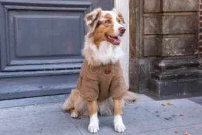 Waarom heeft je hond deze winter een trui nodig?