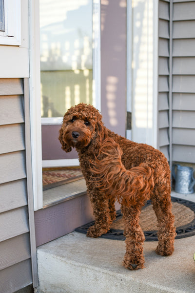 19 september Labradoodle dag VERVALLEN