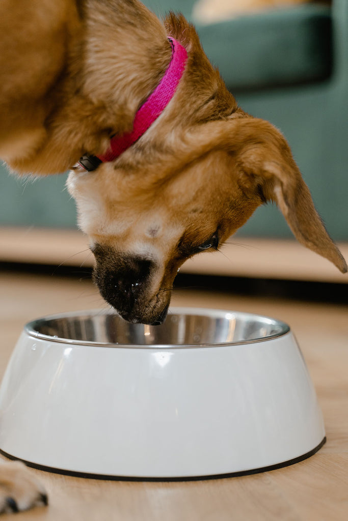 De belangrijkheid van goede hondenvoeding voor optimale voeding