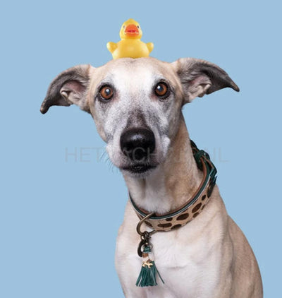 DWAM DOG WITH A MISSION