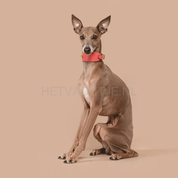 Brannipets - Coral Juno Greyhound Halsband