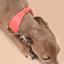 Brannipets - Coral Juno Greyhound Halsband