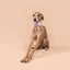 Brannipets - Lavender Juno Greyhound Halsband