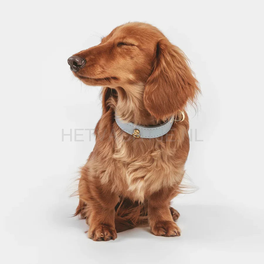 Brannipets - Sky Blue Juno Halsband