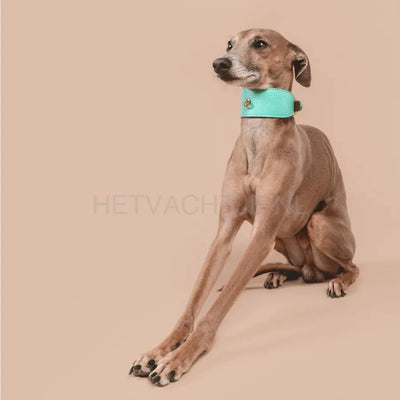 Brannipets - Turquoise Juno Greyhound Halsband