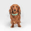 Brannipets - Turquoise Juno Halsband