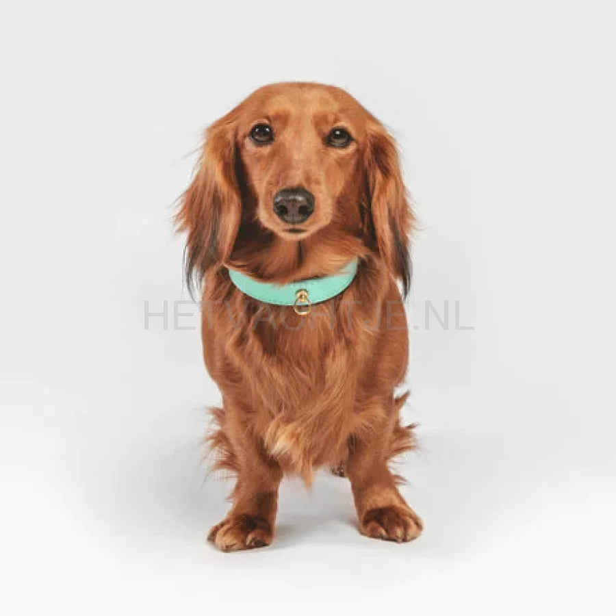 Brannipets - Turquoise Juno Halsband