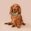 Brannipets - Turquoise Juno Halsband