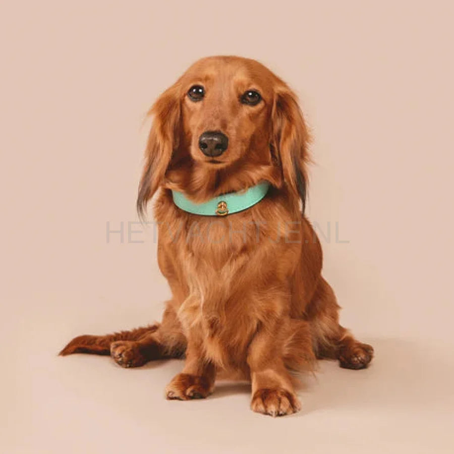 Brannipets - Turquoise Juno Halsband