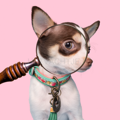 Dwam - Bella Mini Hond Halsband
