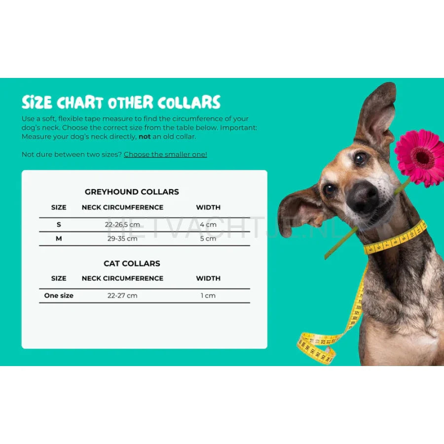 DWAM - Bella Mini Hond Halsband One size / Turqouise