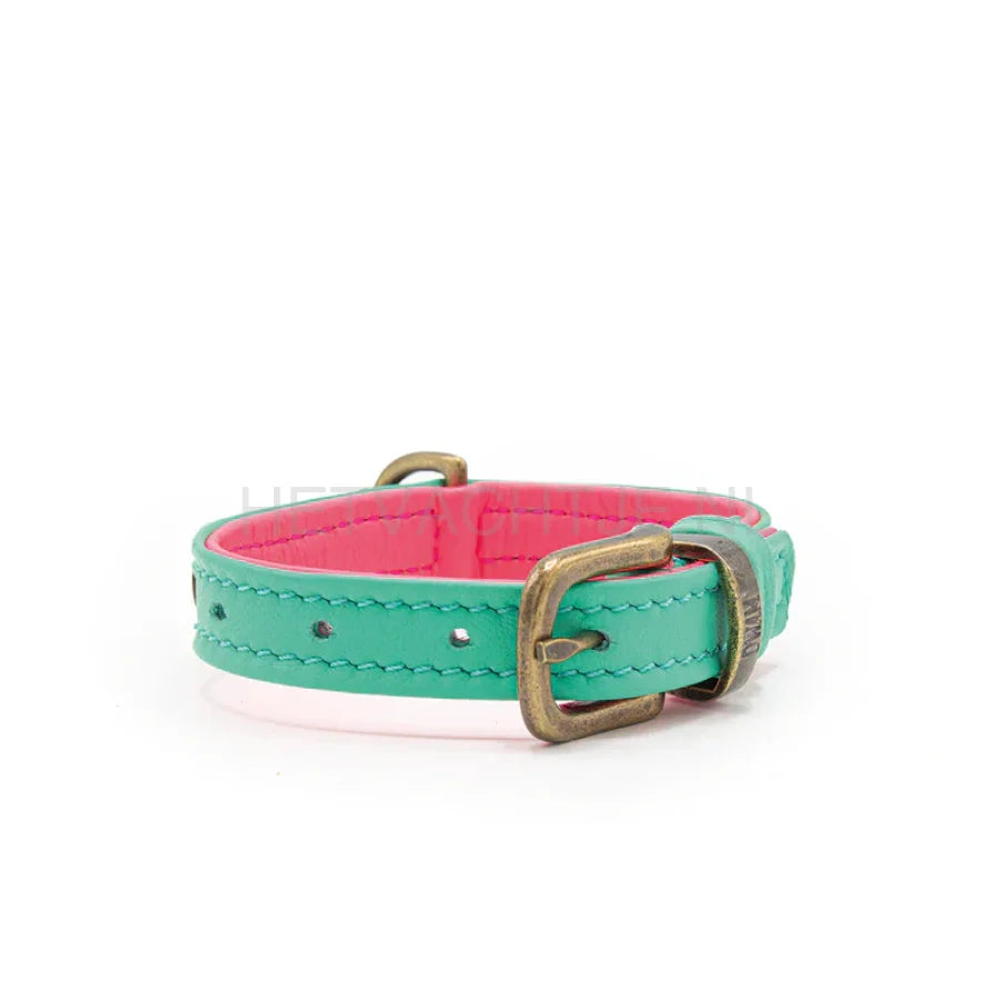 DWAM - Bella Mini Hond Halsband One size / Turqouise