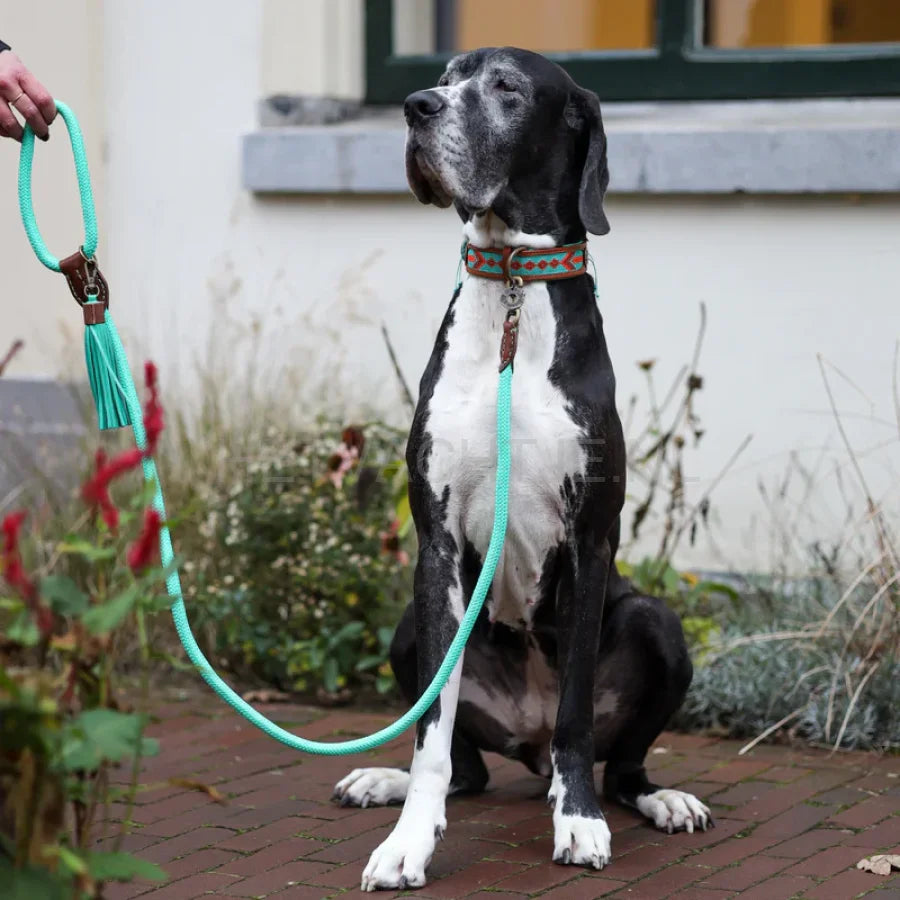 DWAM - Classic Jade Hondenlijn