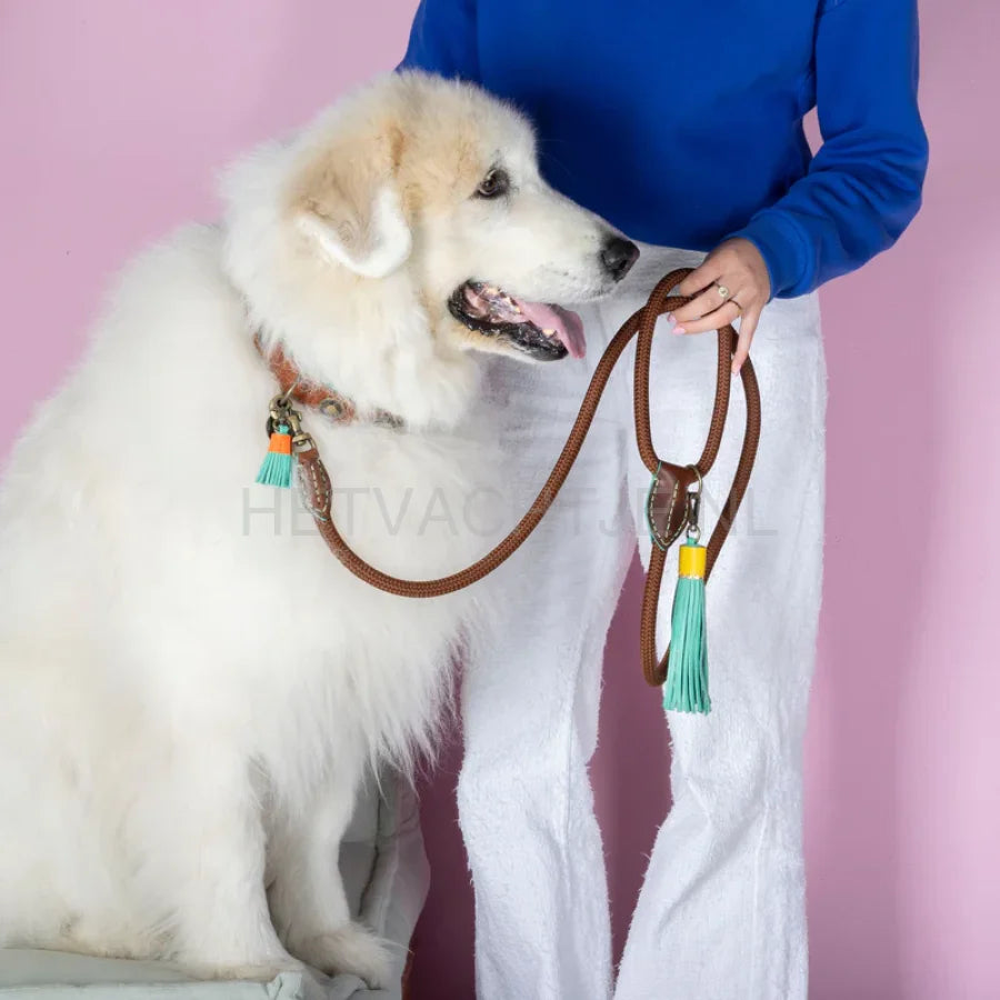 DWAM - Classic Rover Hondenlijn