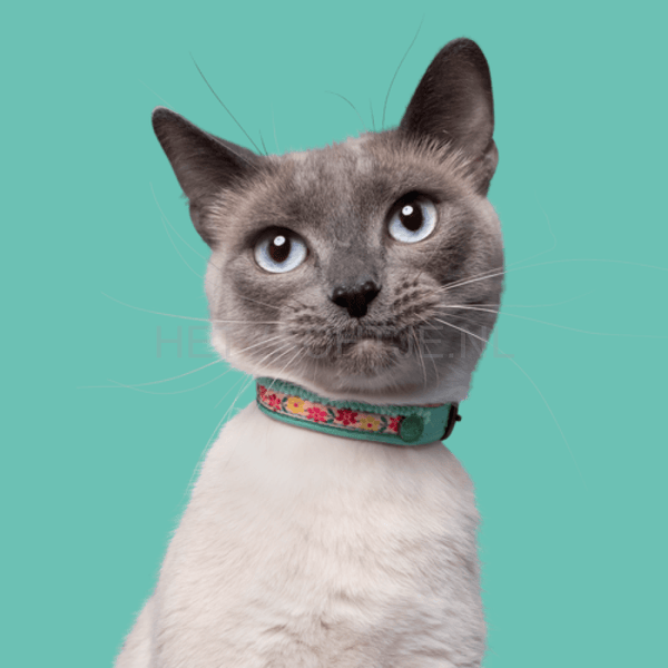 Dwam - Kitty Katten Halsband