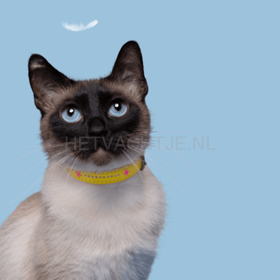 Dwam - Ollie Katten Halsband