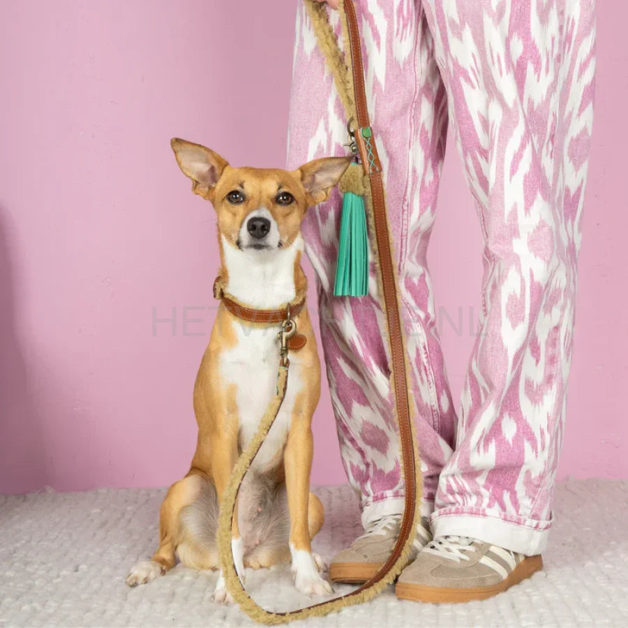 DWAM - Teddy Hondenlijn