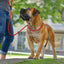 Hunter Freestyle Retriever Halsband & Riem 170Cm Voor Honden (Verschillende Kleuren) Hondenlijnen