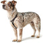 Hunter Nylon Reflecterend Hondentuig Voor Pups & Kleine Honden (4 Kleuren) Hondentuigjes