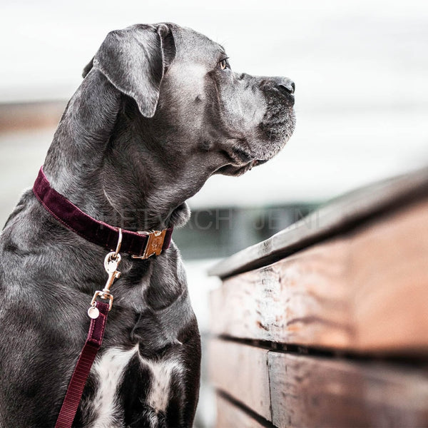 Kentucky - Hondenhalsband Corduroy Bordeaux Halsbanden En Tuigjes Voor Huisdieren