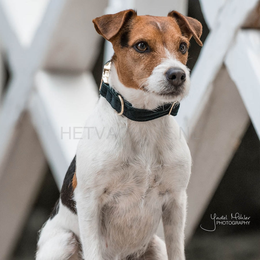 Kentucky - Hondenhalsband Corduroy Groen Halsbanden En Tuigjes Voor Huisdieren