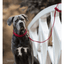 Kentucky - Hondenhalsband Corduroy Rood Halsbanden En Tuigjes Voor Huisdieren