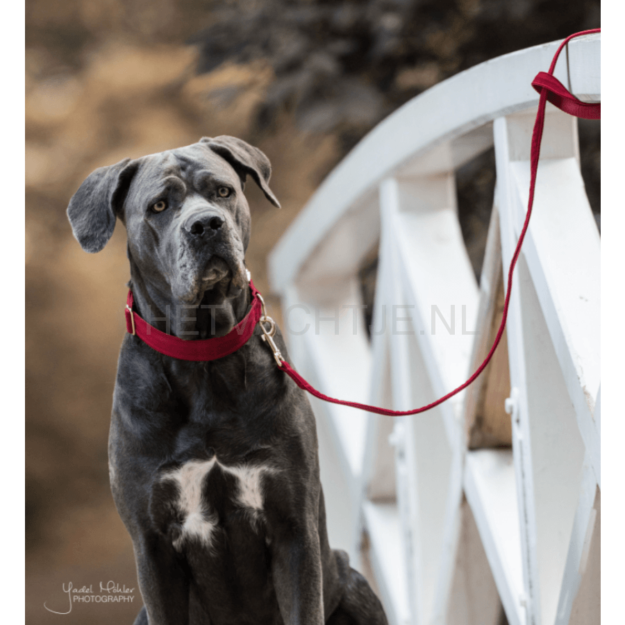 Kentucky - Hondenhalsband Corduroy Rood Halsbanden En Tuigjes Voor Huisdieren