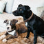 Kentucky - Hondenhalsband Handgemaakte Parels Goud Halsbanden En Tuigjes Voor Huisdieren
