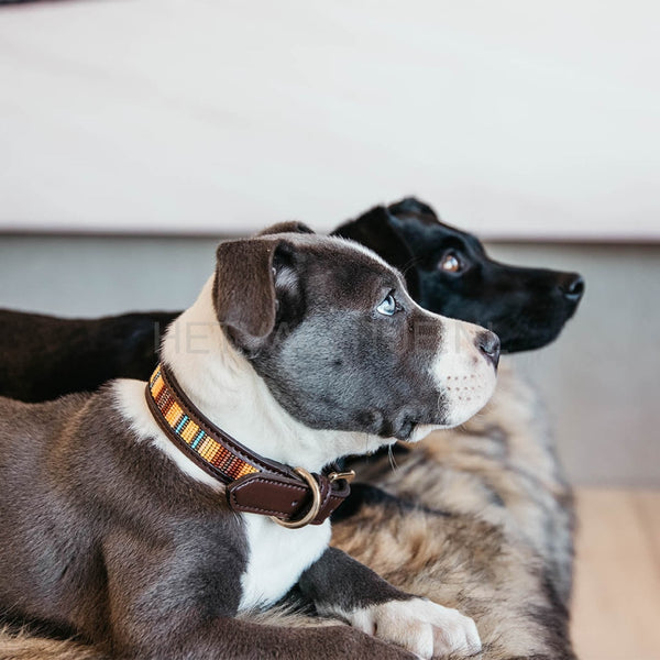 Kentucky - Hondenhalsband Handgemaakte Parels Oranje Halsbanden En Tuigjes Voor Huisdieren