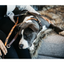 Kentucky -Hondenhalsband Handgemaakte Parels Oranje/zwart Halsbanden En Tuigjes Voor Huisdieren
