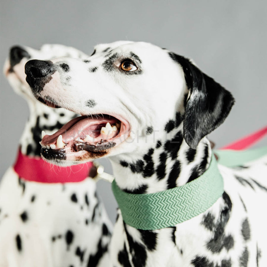 Kentucky - Hondenhalsband Jacquard Groen