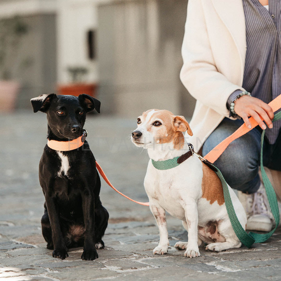 Kentucky - Hondenhalsband Jacquard Groen