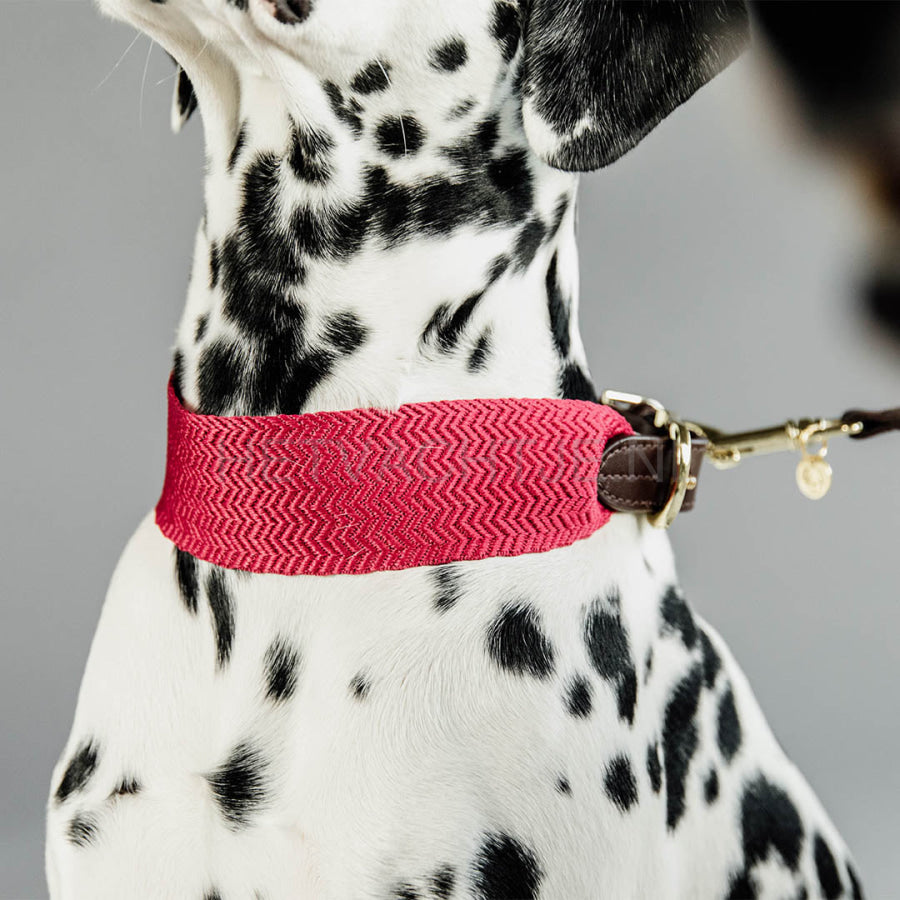 Kentucky - Hondenhalsband Jacquard Roos