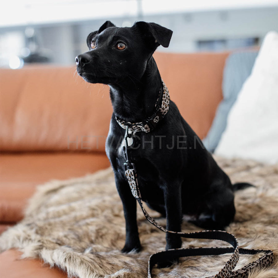 Kentucky - Hondenhalsband Leopard Grijs