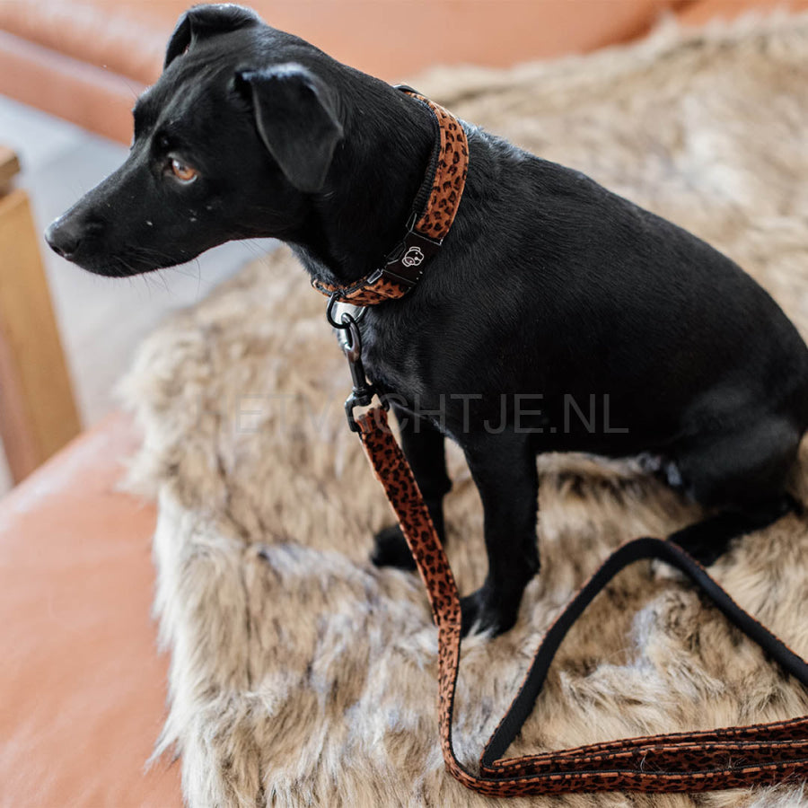 Kentucky - Hondenhalsband Leopard Bruin