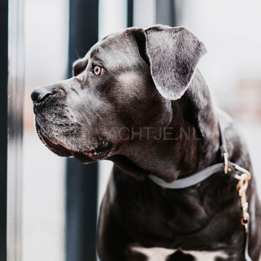 Kentucky - Hondenhalsband Loop Grijs Halsbanden En Tuigjes Voor Huisdieren