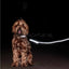 Kentucky - Hondenhalsband Reflecterend