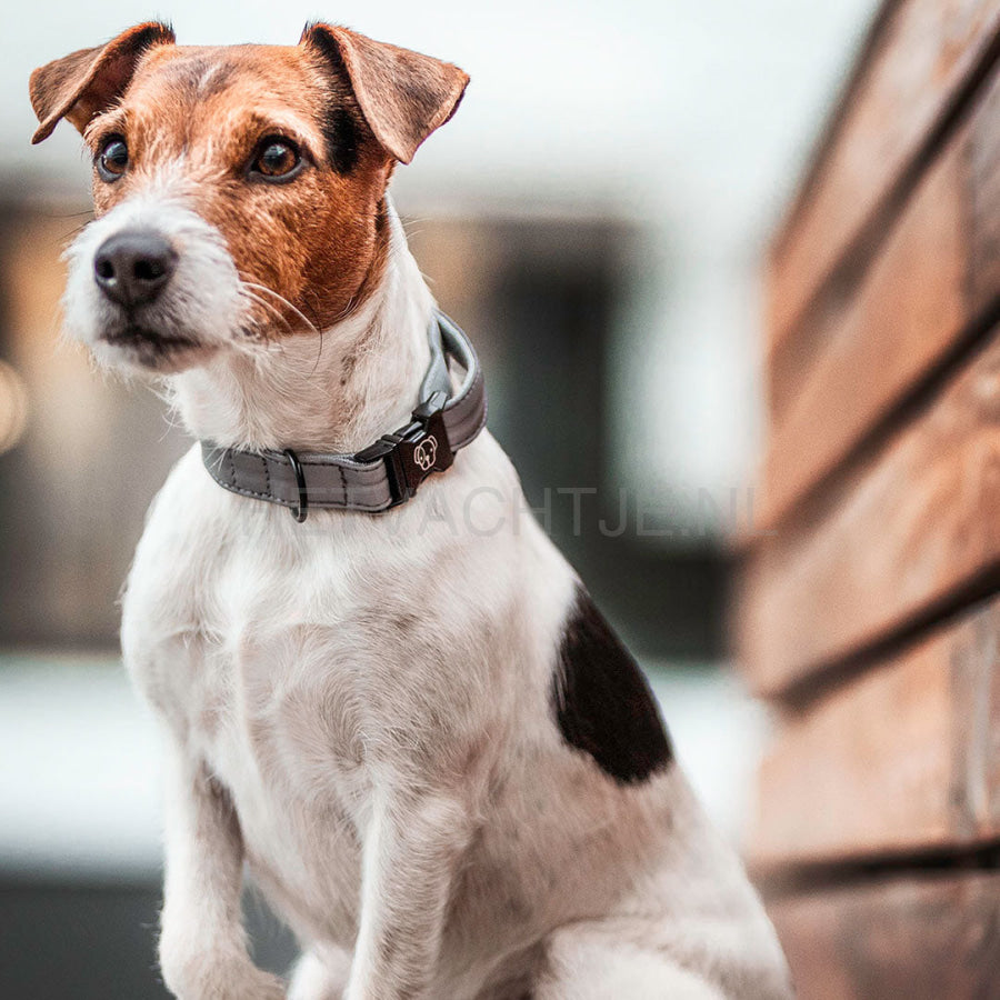 Kentucky - Hondenhalsband Reflecterend