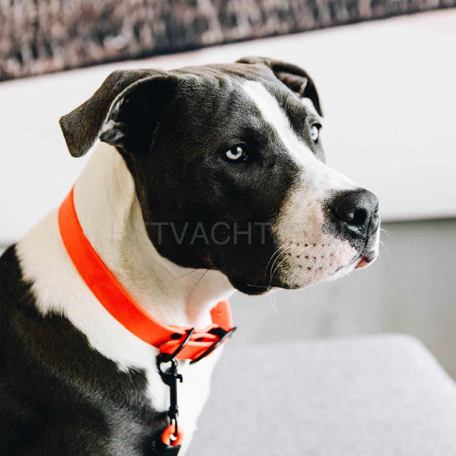 Kentucky - Hondenhalsband Soft Rubber Oranje