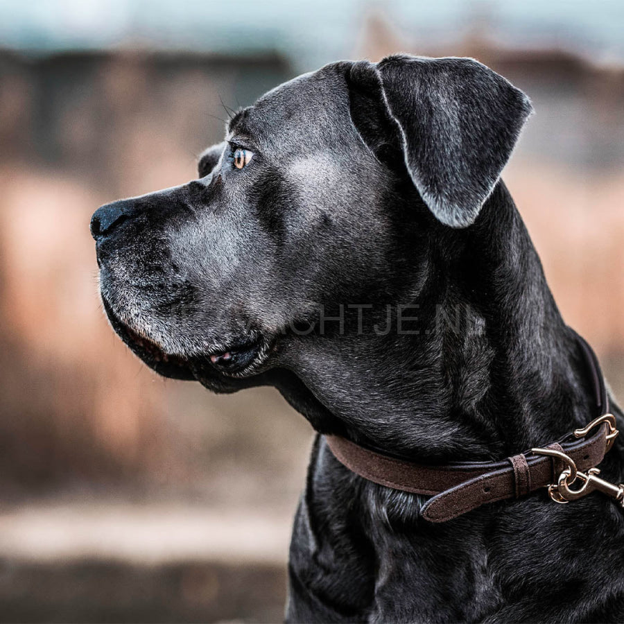 Kentucky - Hondenhalsband Velvet Leather