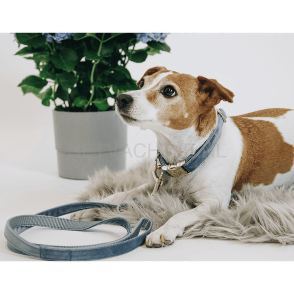 Kentucky - Hondenhalsband Velvet Licht Blauw Halsbanden En Tuigjes Voor Huisdieren