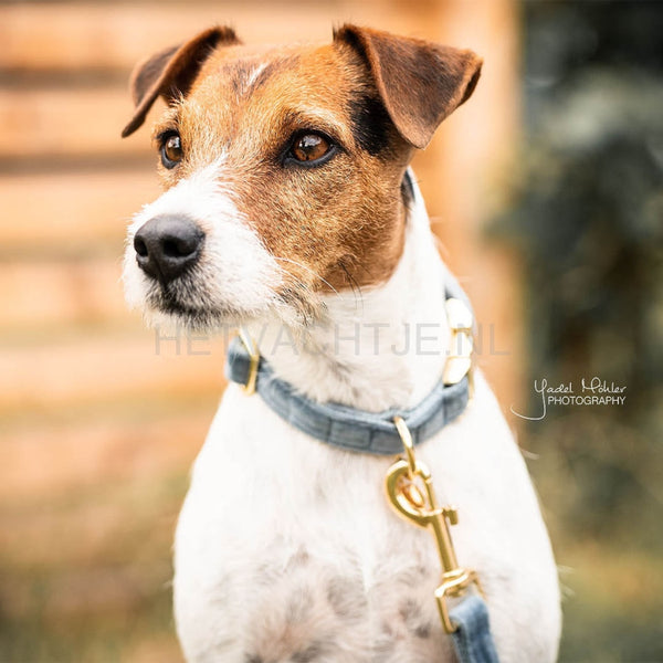 Kentucky - Hondenhalsband Velvet Licht Blauw Halsbanden En Tuigjes Voor Huisdieren