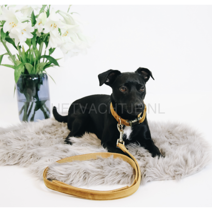 Kentucky - Hondenhalsband Velvet Mosterd Halsbanden En Tuigjes Voor Huisdieren