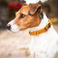 Kentucky - Hondenhalsband Velvet Mosterd Halsbanden En Tuigjes Voor Huisdieren