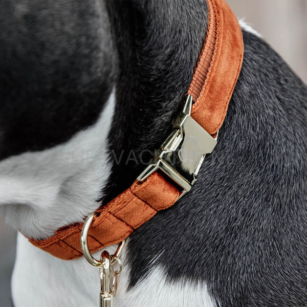 Kentucky - Hondenhalsband Velvet Oranje Halsbanden En Tuigjes Voor Huisdieren