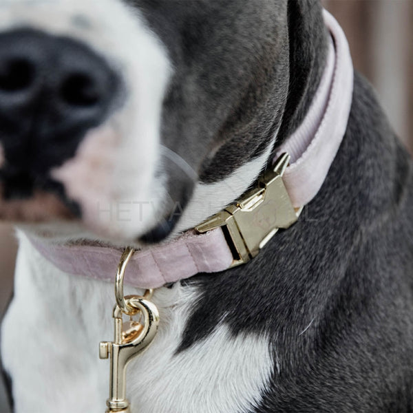 Kentucky - Hondenhalsband Velvet Zacht Roze Halsbanden En Tuigjes Voor Huisdieren