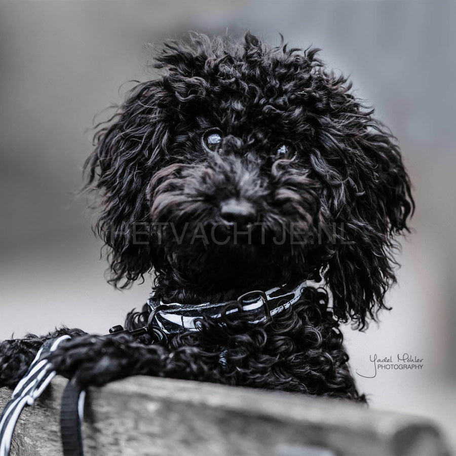 Kentucky - Hondenhalsband Zebra