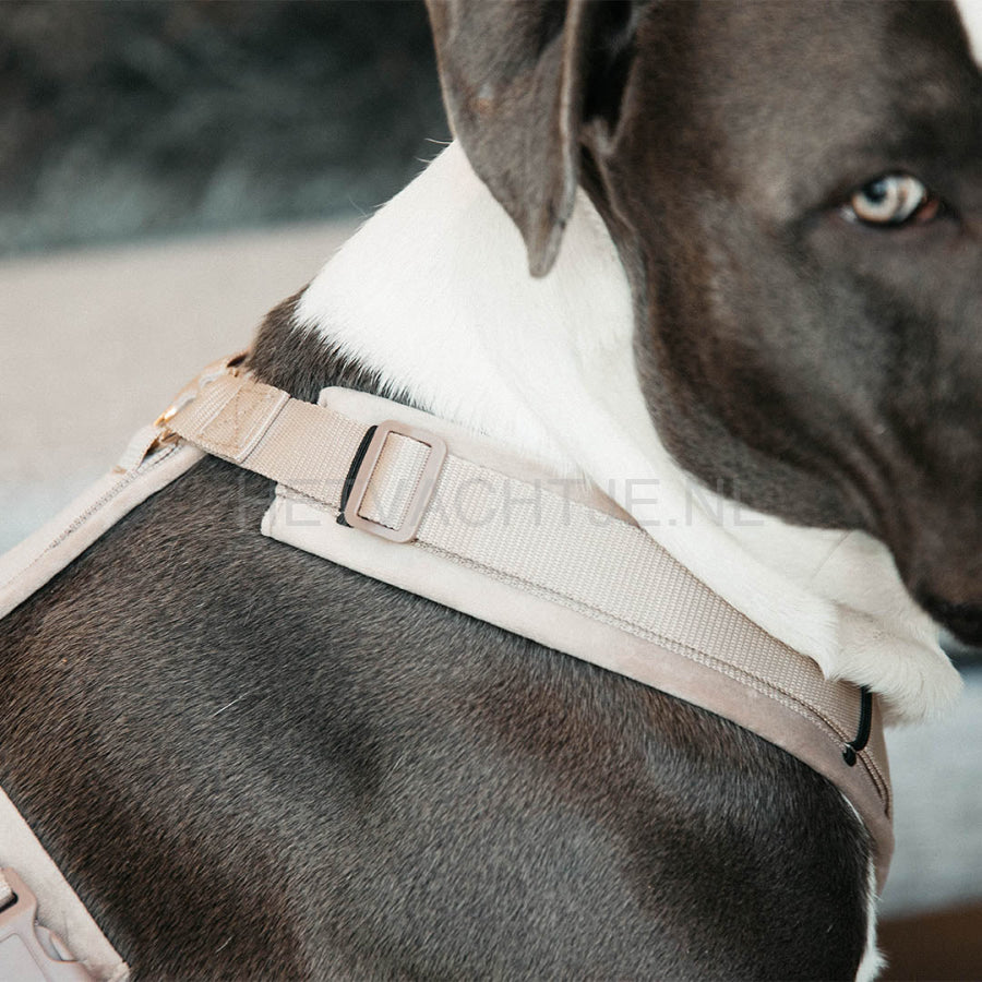 Kentucky - Hondenharnas Actief Velvet Beige